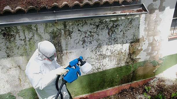 Mold Removal service in Washington